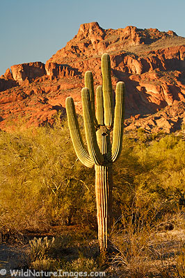 Red-Mountain-Cactus.jpg