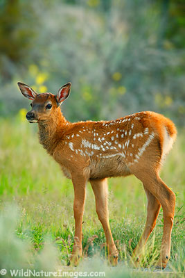 Elk-calf.jpg