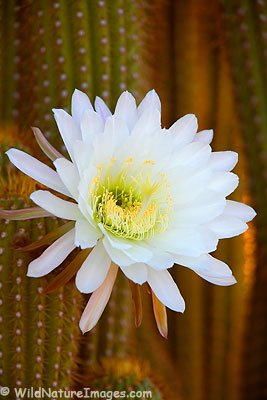 Night blooming cactus
