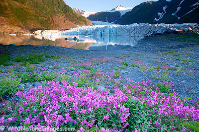 Pedersen Glacier, Kenai Fjords National Park, Alaska.