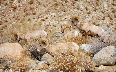 Desert Bighorn