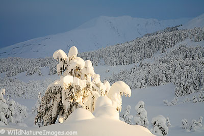 Chugach National Forest Winter Wonderland
