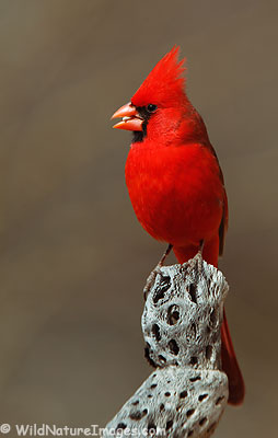 Cardinal Photo