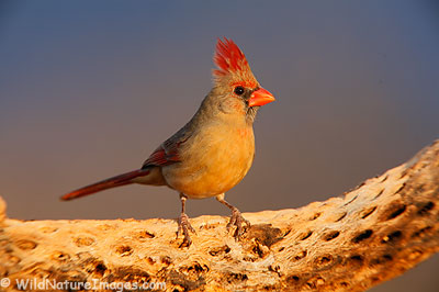 Cardinal Photo