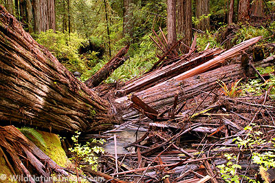 Fallen Redwood