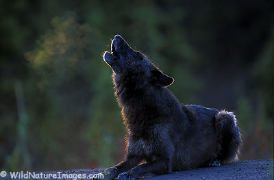 Howling Wolf Photo