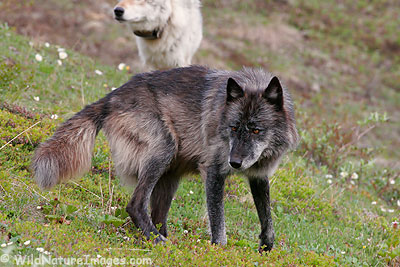 The alpha male and female of the Grant Creek Pack, Denali National Park, Alaska.