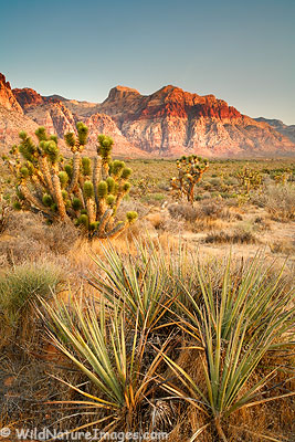 Red Rock Canyon, Las Vegas, Nevada