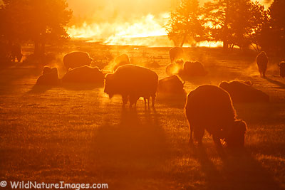Bison at sunrise in Yellowstone National Park