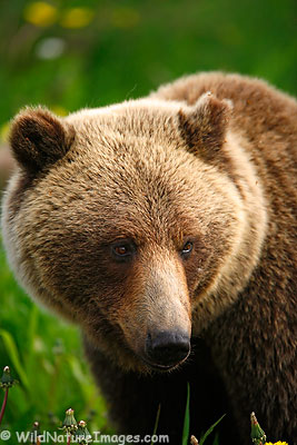 Grizzly Sow