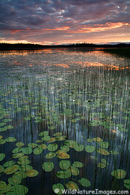 Tetlin National Wildlife Refuge, Alaska Tetlin National Wildlife Refuge, Alaska