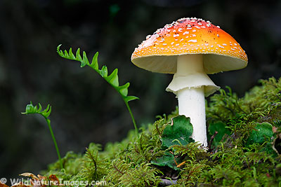 Amanita muscaria - mushroom