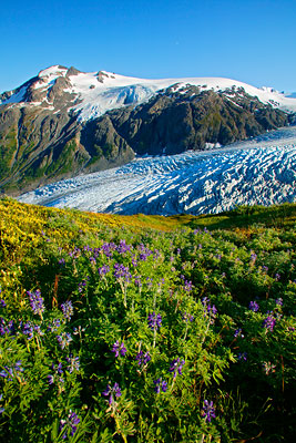 Exit Glacier from about halfway up the Harding Icefield Trail