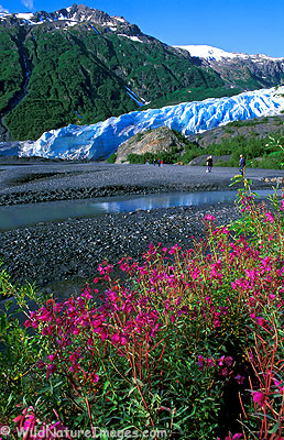 Exit Glacier, Kenai Fjords National Park, Alaska.