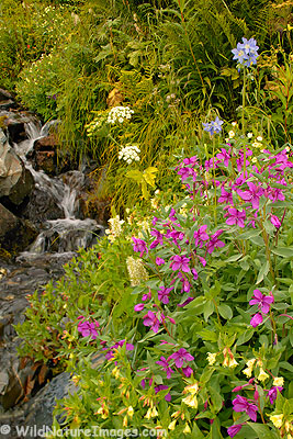 Stream and flowers along the Harding Icefield Trail