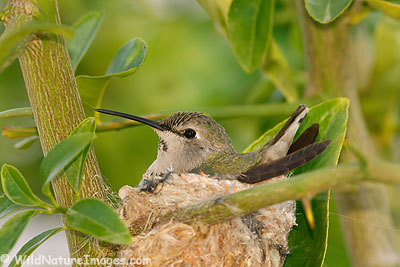 Anna’s Hummingbird Nest