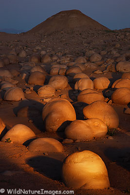 Pumpkin Patch, Anza-Borrego Desert State Park, California