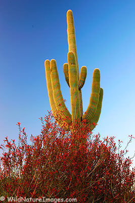 Chuparosa or Hummingbird-Bush with a Saguaro