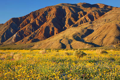 Desert Sunflowers