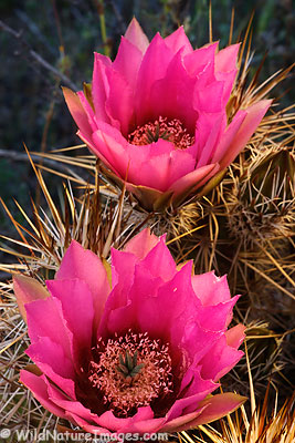 Pink-Flower Hedgehog Cactus
