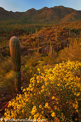 Saguaro National Park Wildflowers
