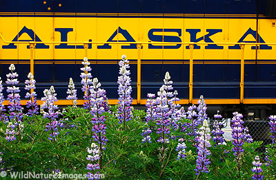 Alaska Railroad in Seward