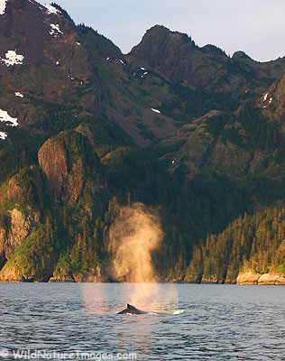 Humpback Whale at Sunset