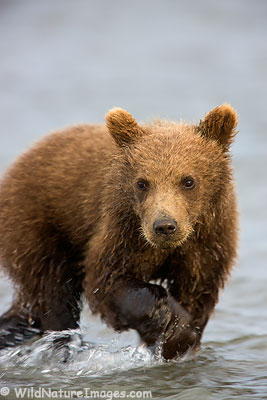 Cute Brown Bear Cub