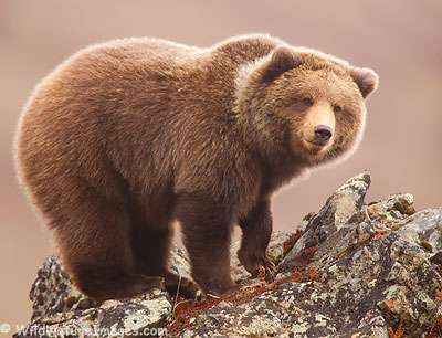 Denali Grizzly Bear
