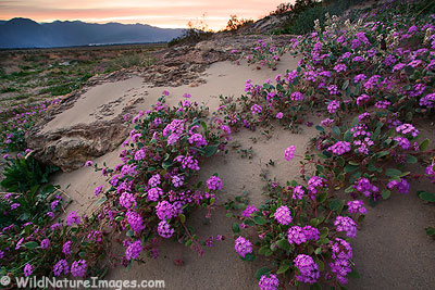 Desert Sand Verbena, Anza-Borrego Desert State Park, California.