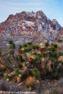 Fresh snow in Red Rock Canyon National Conservation area, near Las Vegas, Nevada.