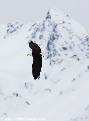 Bald Eagle flies in front of Mt. Alice, Chugach National Forest, Alaska.