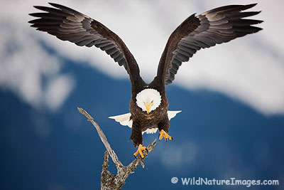 Bald Eagle, Chugach National Forest, Alaska.