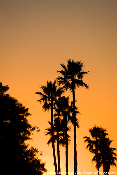 Palm Trees at sunset, Newport Beach, California.