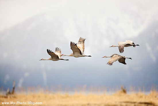 Sanhill Cranes, Seward, Alaska.