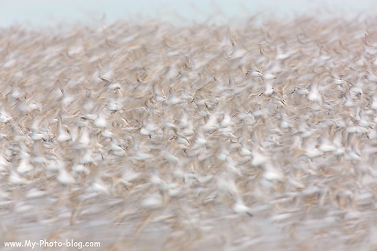 A flock of shorebirds, Copper River Delta, Alaska.