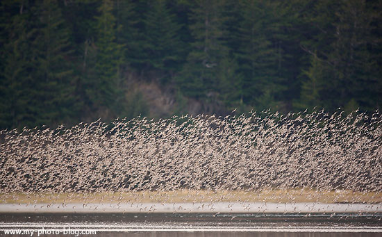 Shorebirds on the Copper River Delta, Alaska