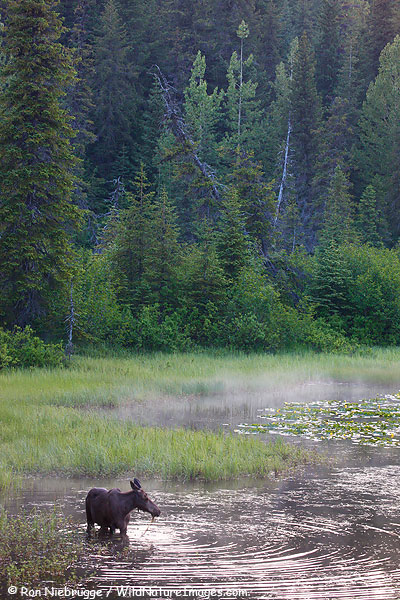 A young moose feeds in a pond, Chugach National Forest, Alaska.
