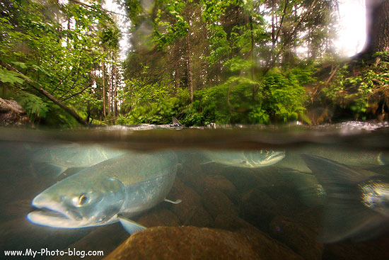 A above and below water photo of Red Salmon, Chugach National Forest, near Seward, Aalska.