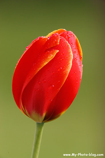 A red tulip in our front year, Seward, Alaska.