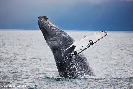 Breaching Humpback Whale photo, Kenai Fjords National Park, Alaska.