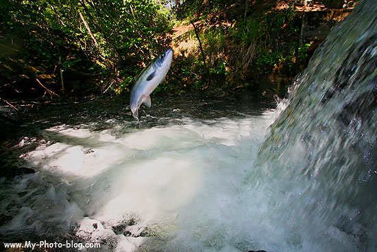 A Red Salmon trying to leap up a waterfall, Alaska.