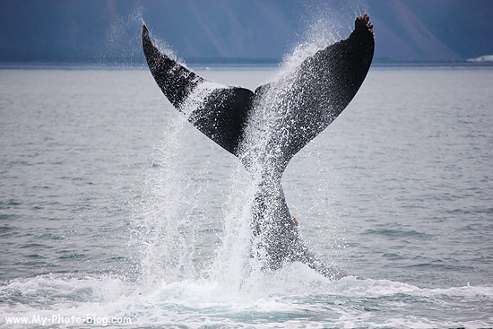 Humpback Whale Tail, Kenai Fjords National Park, Alaska.