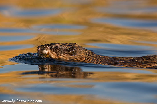 Muskrat.  I photographed this guy much earlier this summer in Wasilla, Alaska.