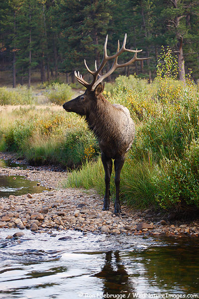 Bull Elk, Rocky Mountain National Park, Colorado.
