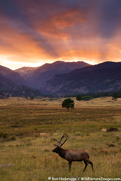Bull Elk at sunset, Rocky Mountain National Park, Colorado.
