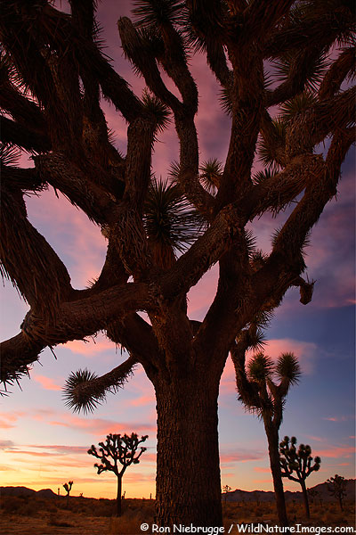 Joshua Trees at sunset at the appropriately named Joshua Tree National Park, California.