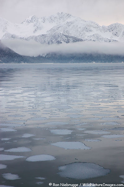 Ice flows on Resurrection Bay, Seward, Alaska.  
