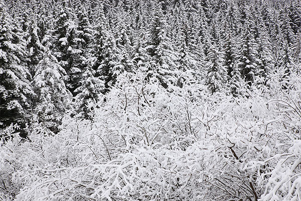 Snow covered alders and trees, Seward, Alaska.