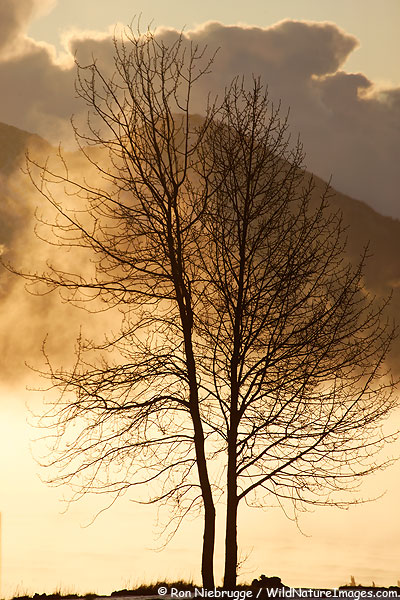 Fog rising off the ocean, Resurrection Bay, Seward, Alaska.